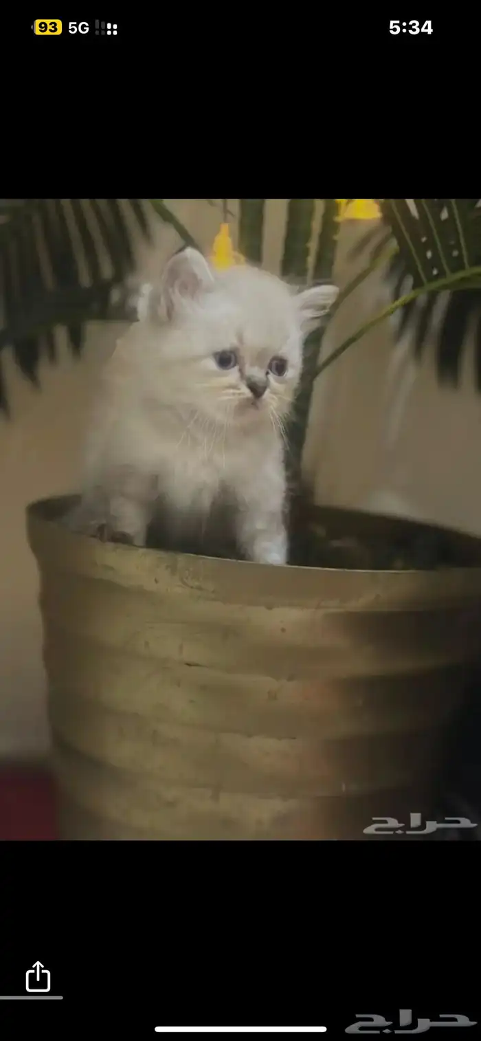 قطط هملايا بيور 2