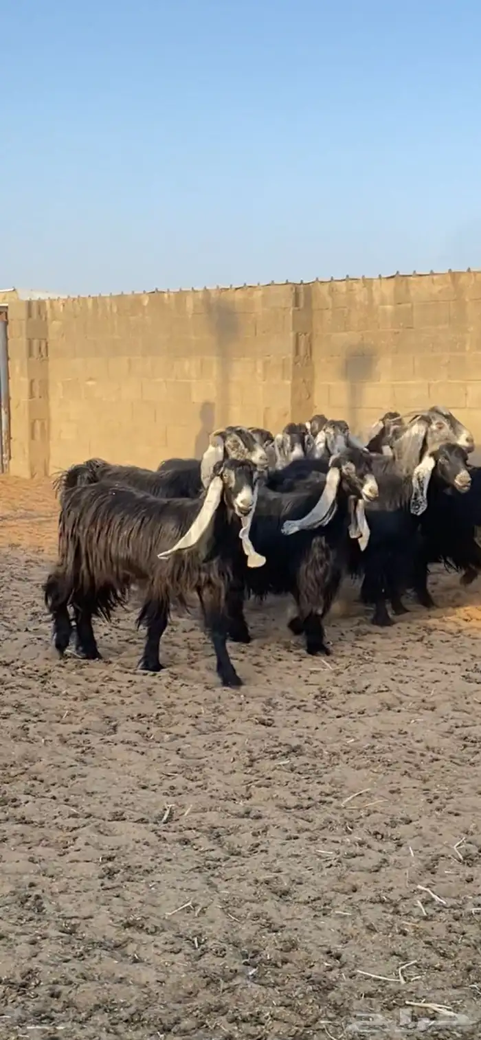 معزا عوارض صنف 4