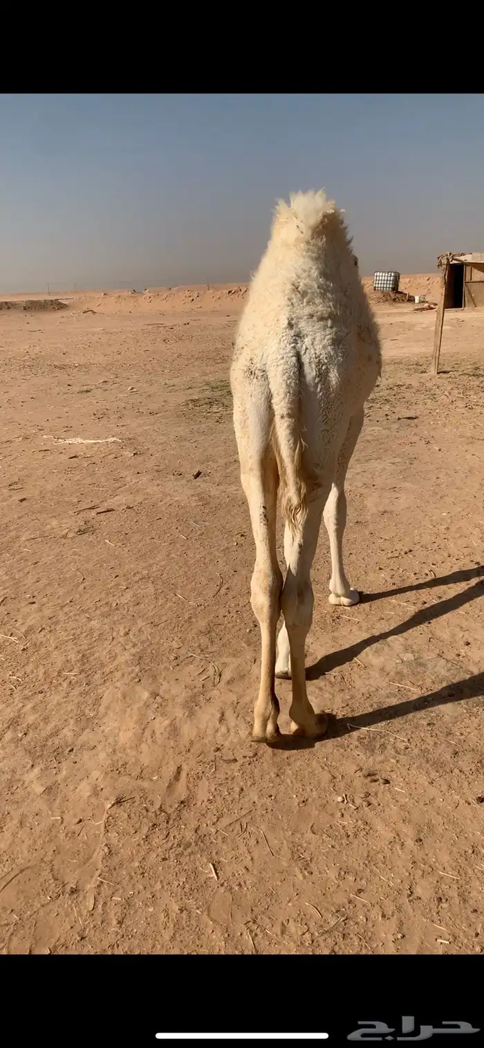 قعود ست شهور الخرج 0