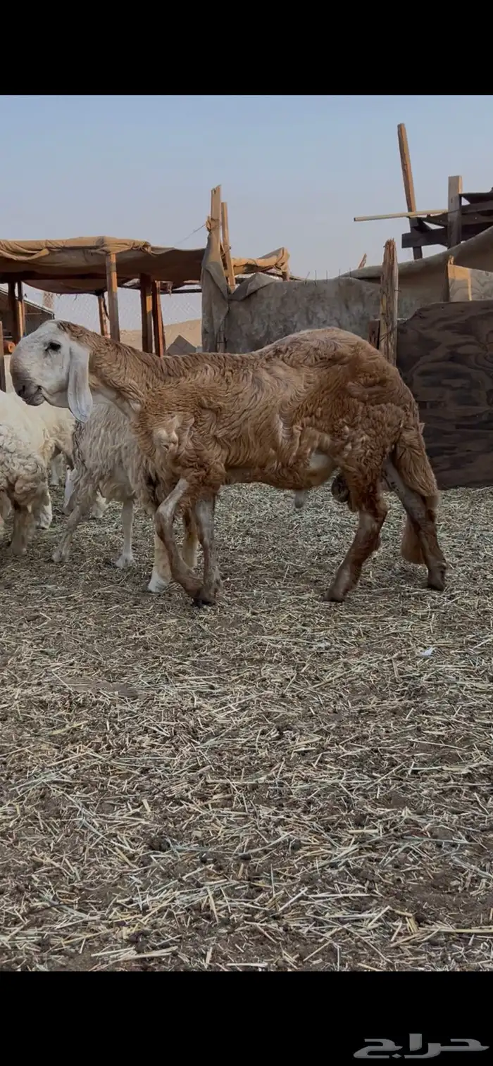 سواكن درماني صنف 3