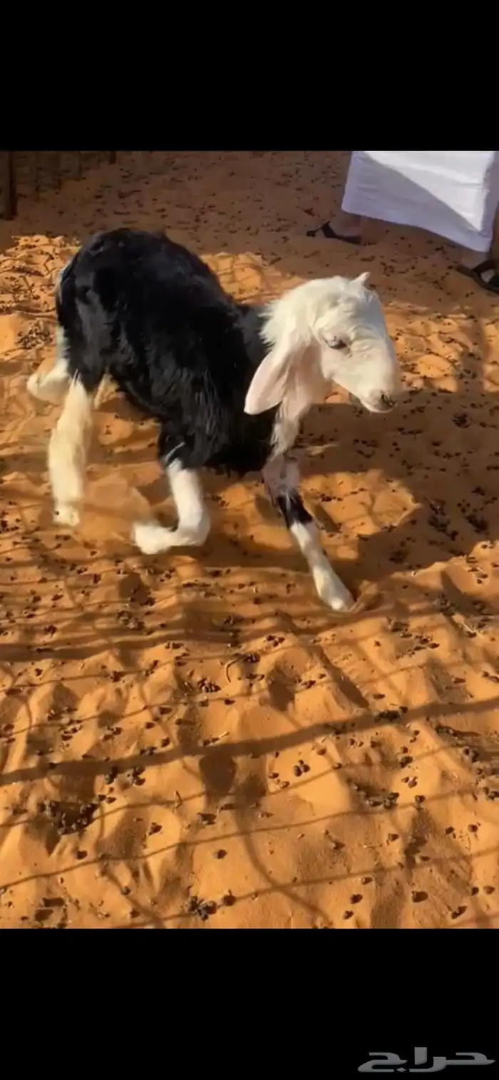 خروف 2
