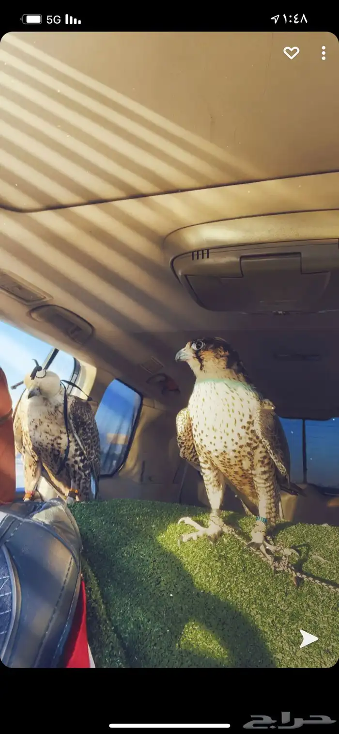 تربيب الصقور وتعليم الصقاره 1