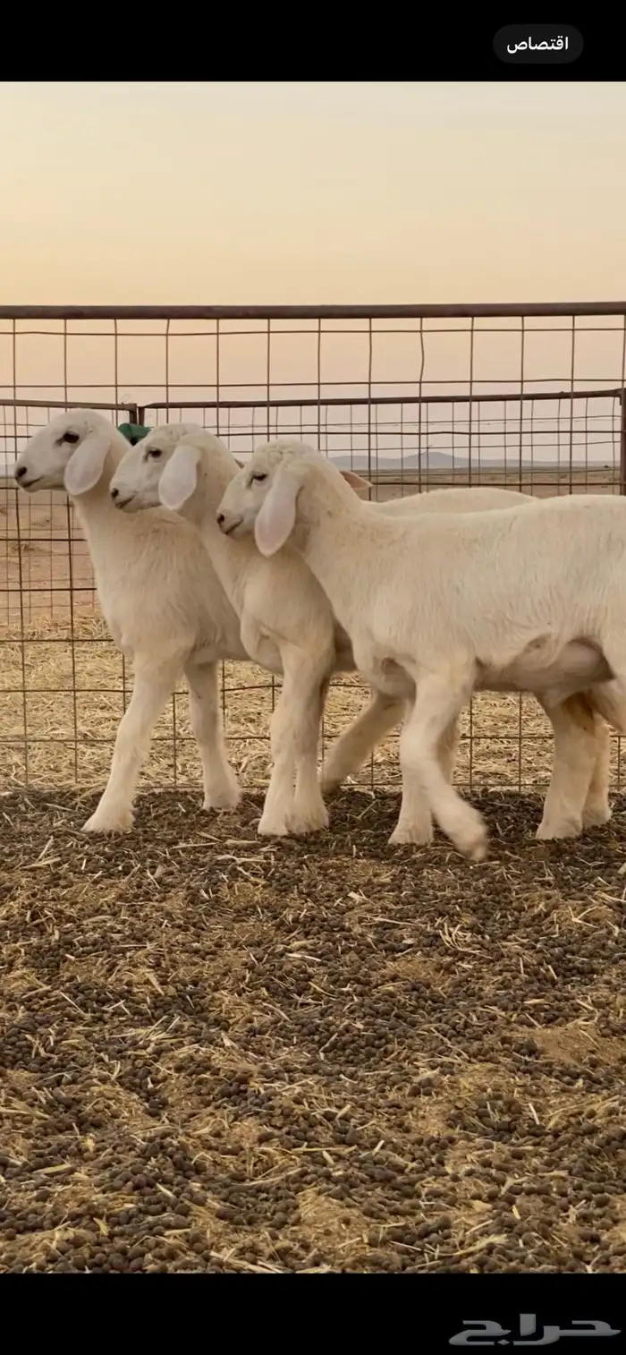 رخال حريه تم اللبيع 1