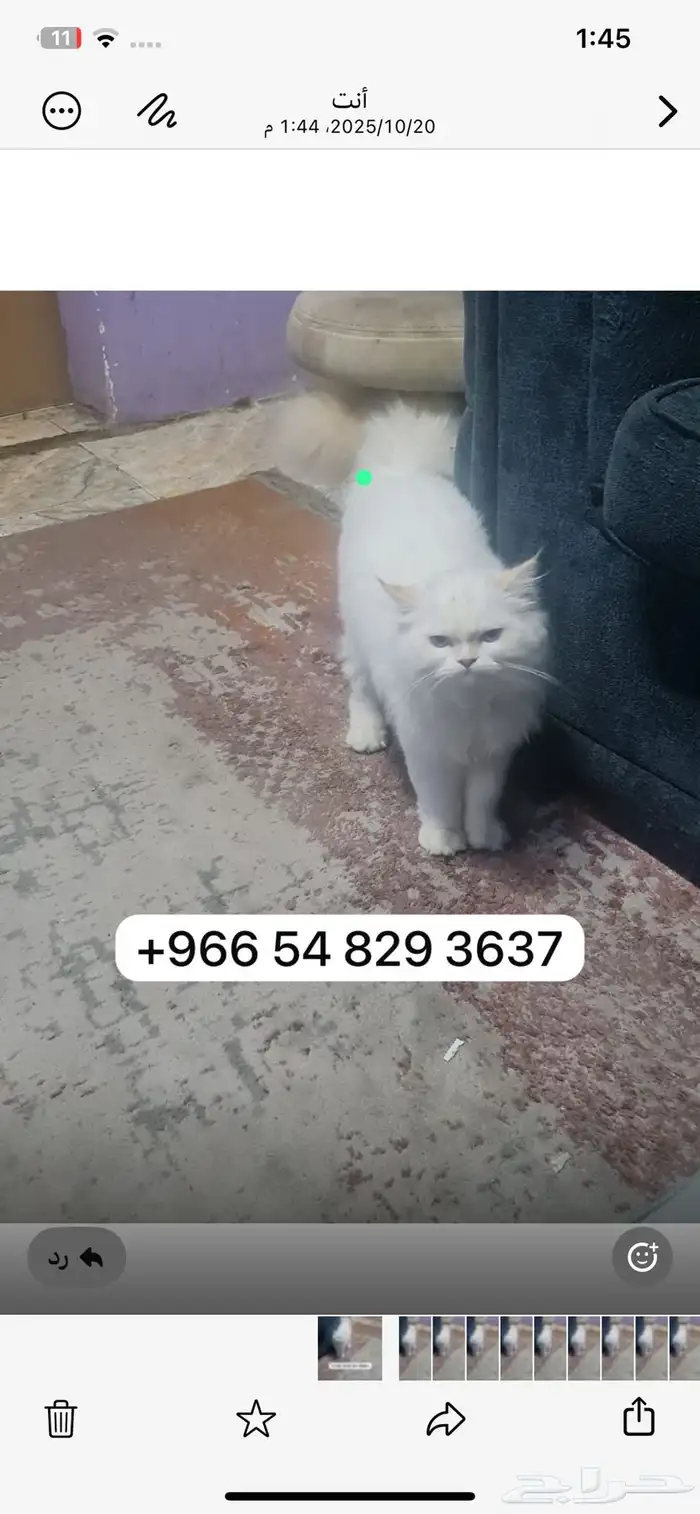 القطوة اليف وما يسوي حاجة بس يتمشى في البيت 0