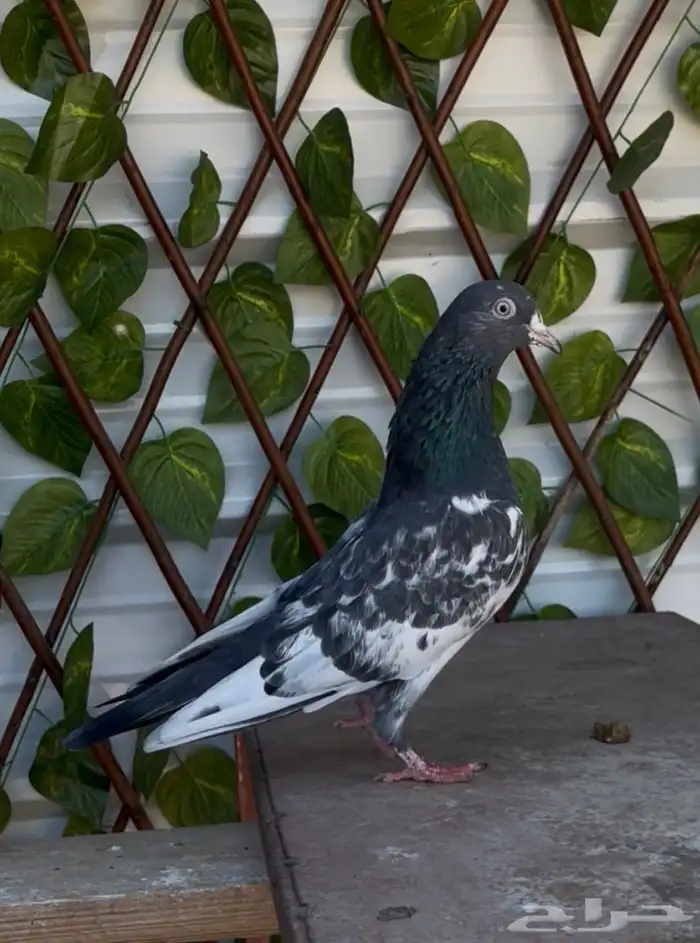 ذكر تيدي تم البيع 1