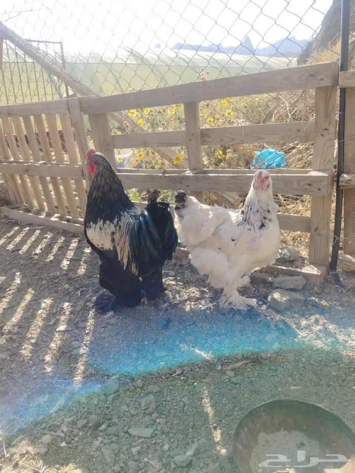 دجاج براهما 1