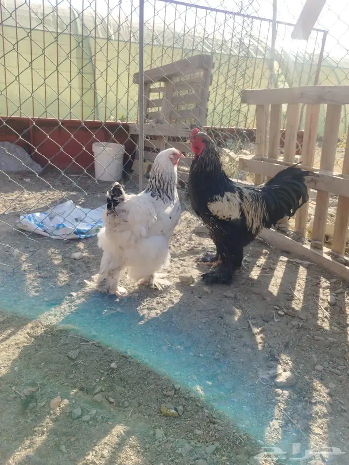 دجاج براهما 2