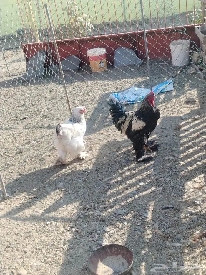 دجاج براهما 0