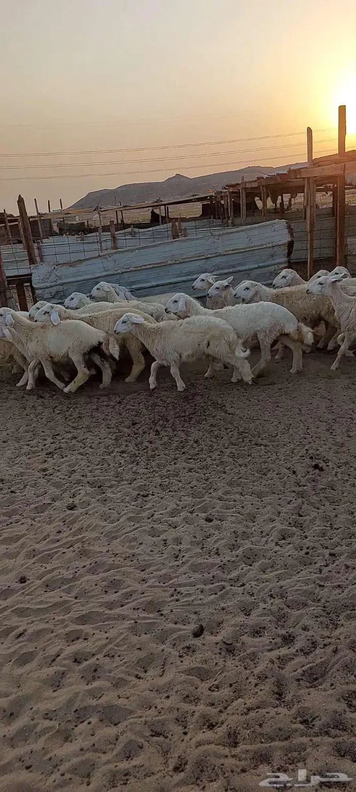 بهم ممتاز 2