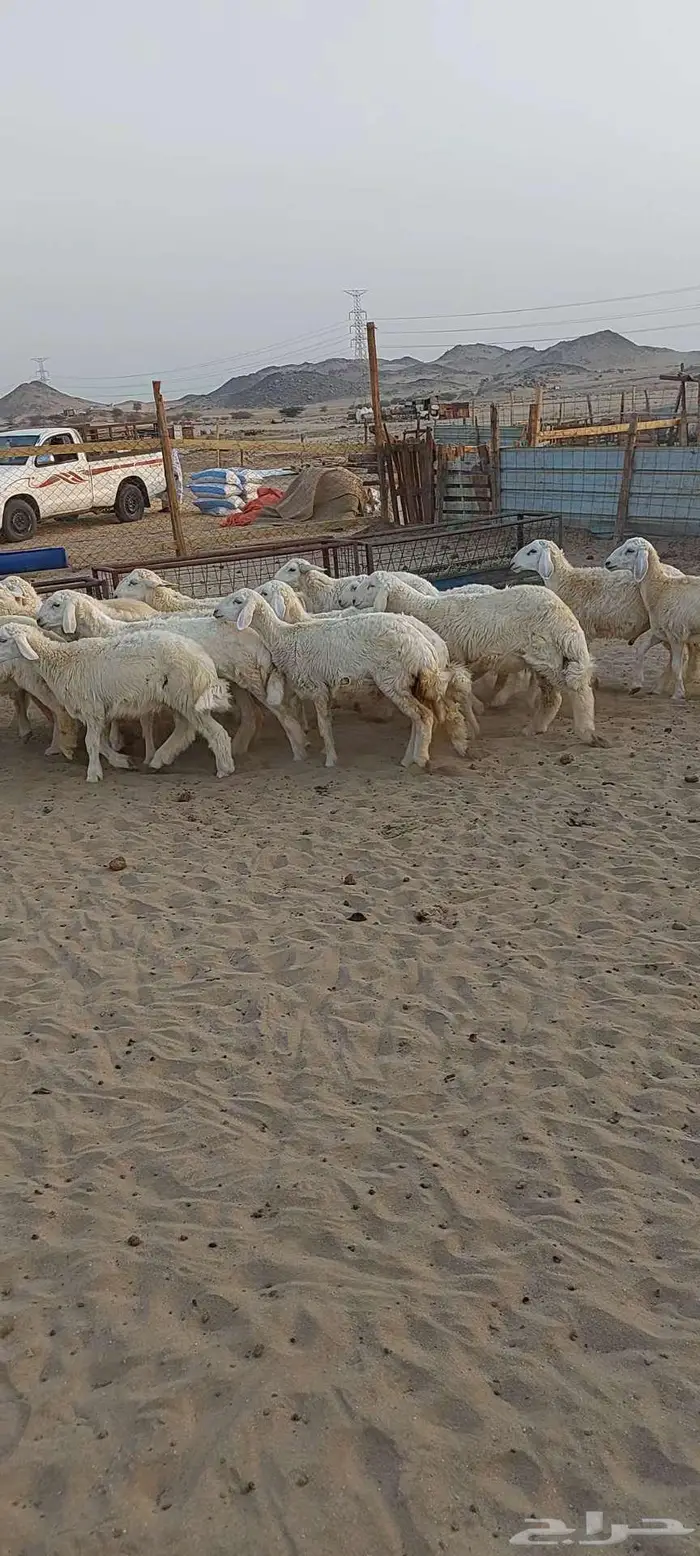 بهم ممتاز 0