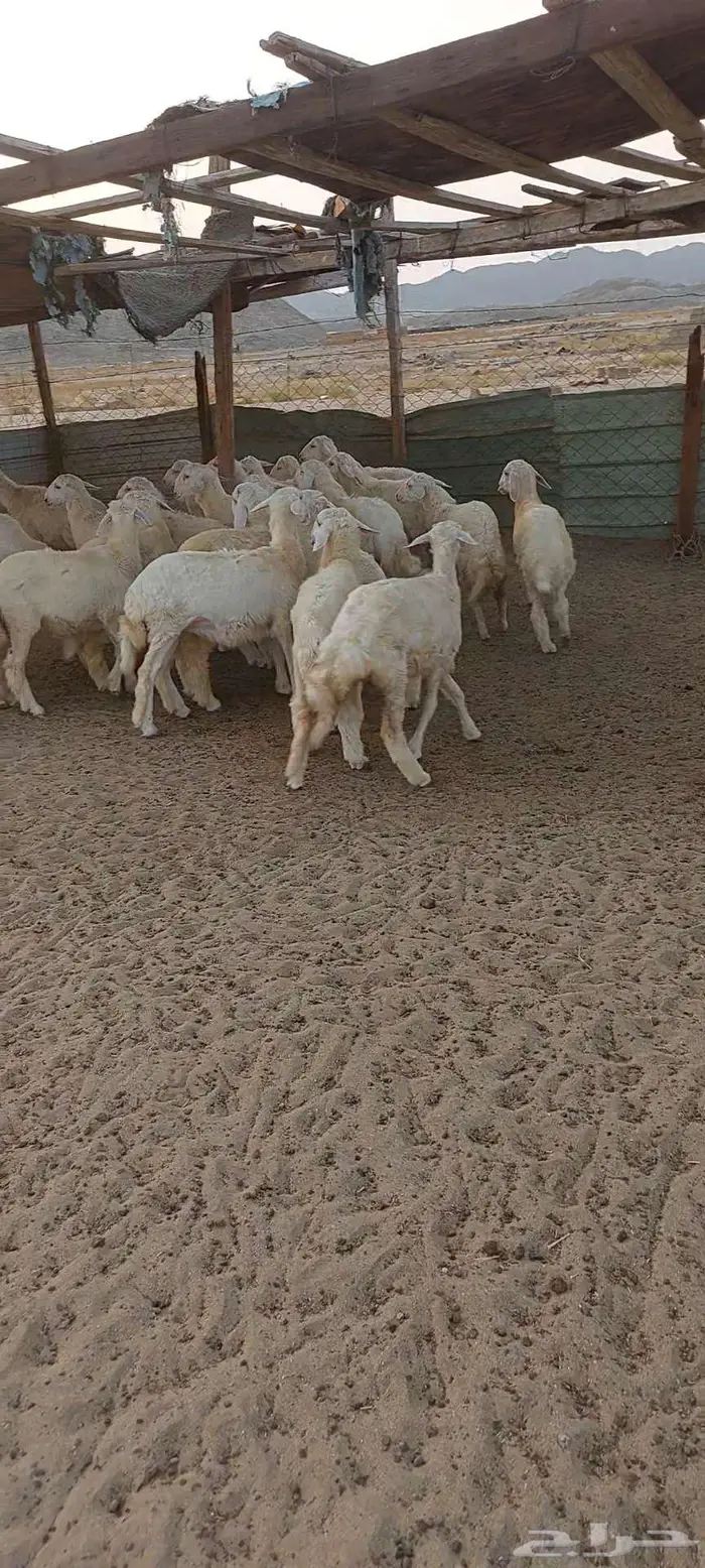 بهم ممتاز 3
