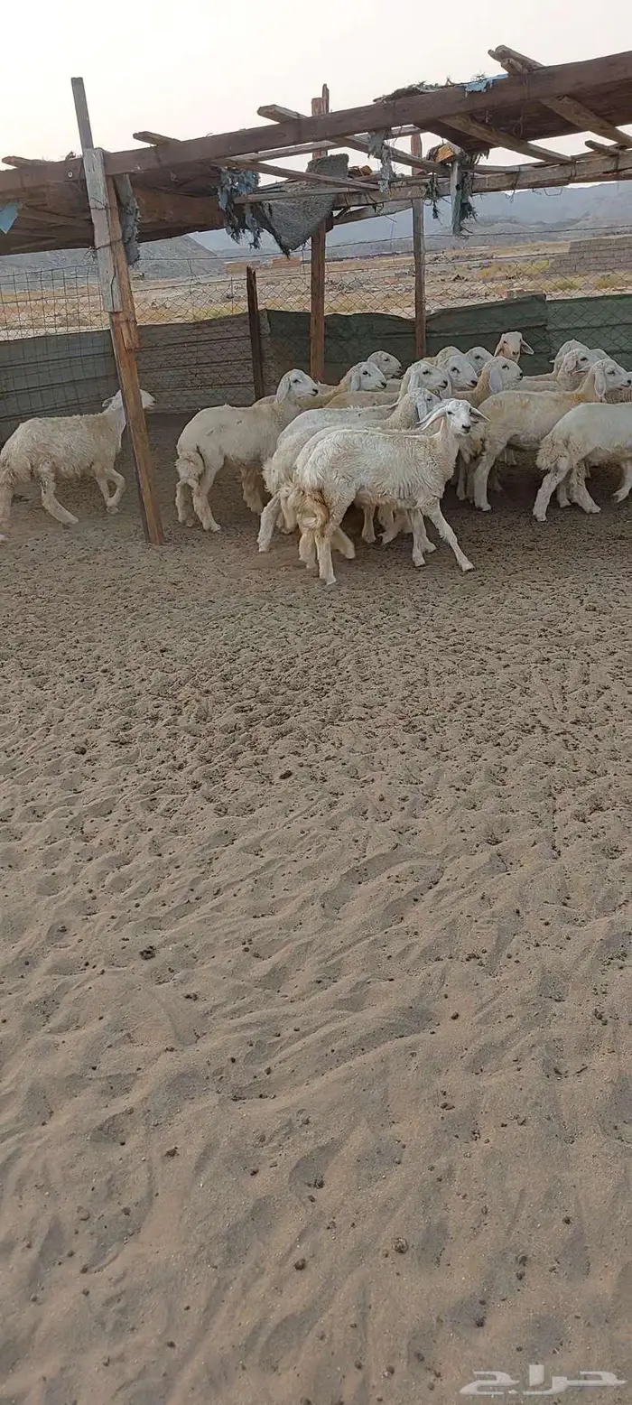 بهم ممتاز 1