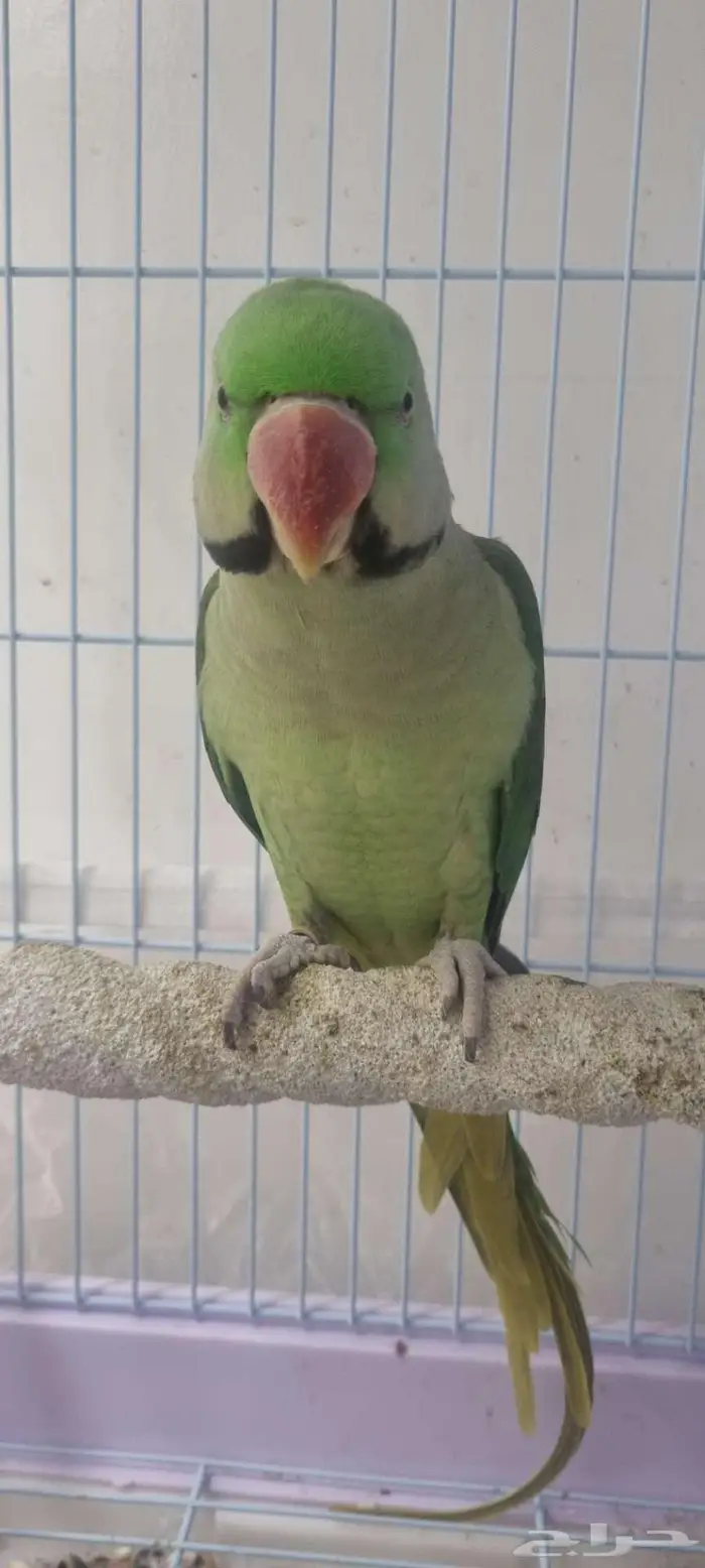 ذكر درة نيبالي 1