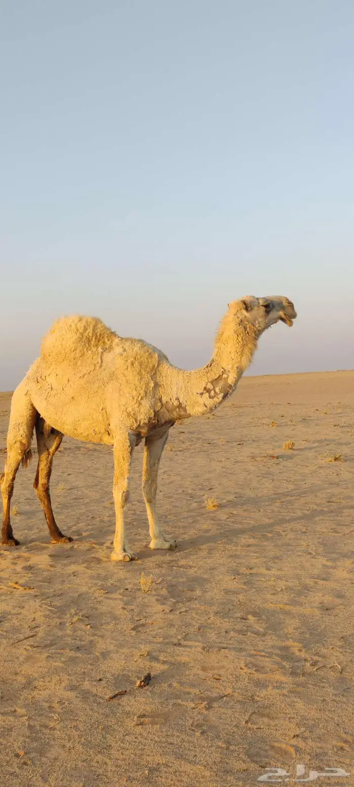 للبيع ناقة كفو 4