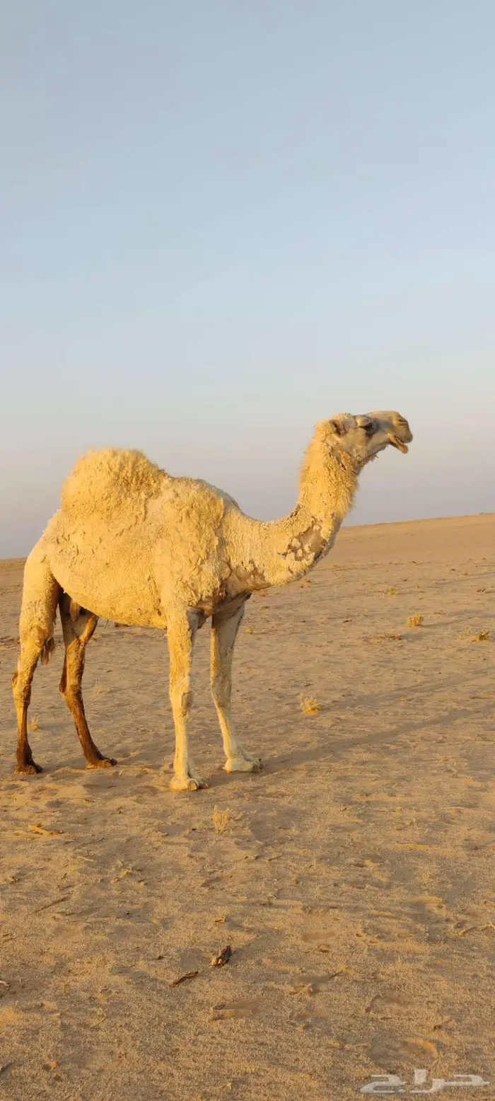 للبيع ناقة كفو 0