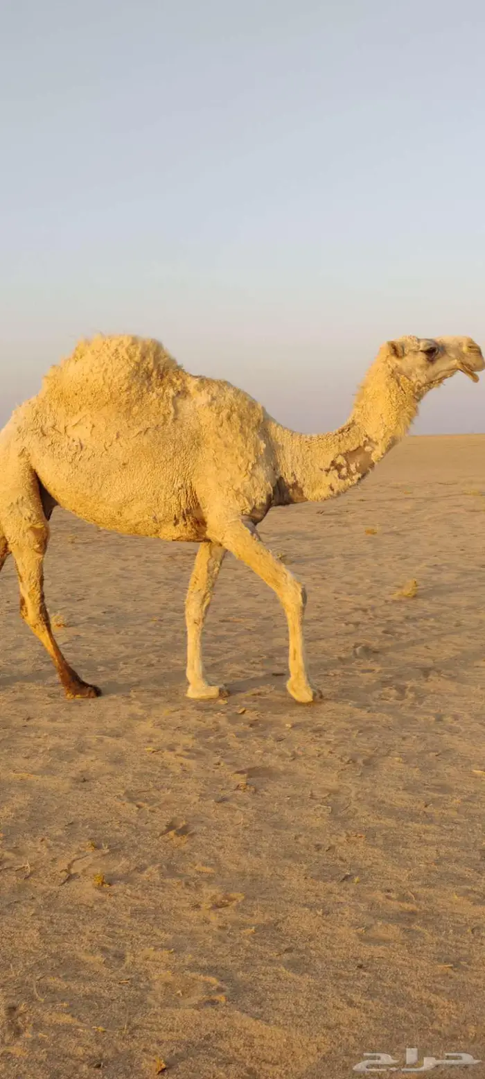 للبيع ناقة كفو 3