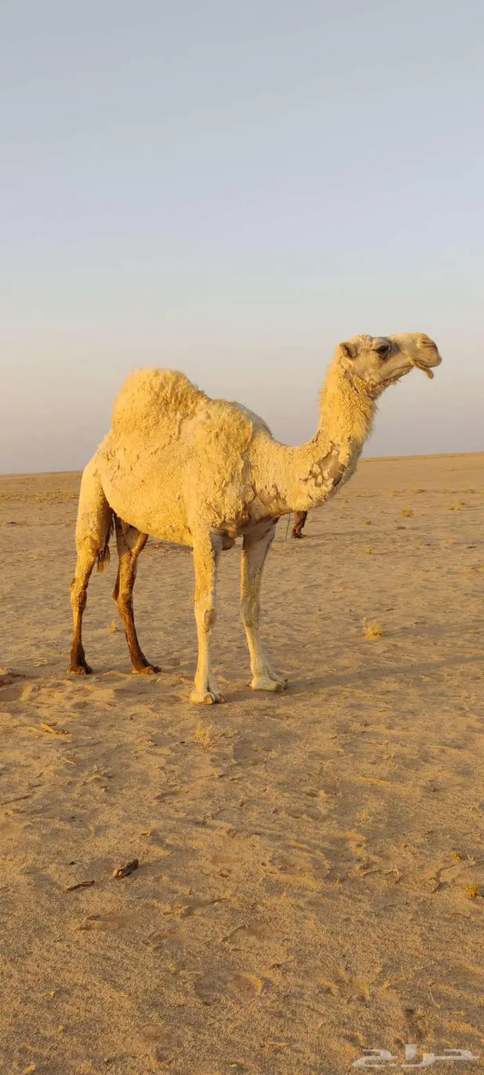 للبيع ناقة كفو 5