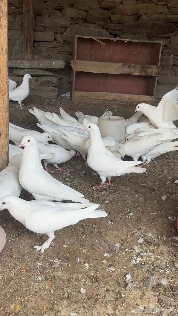 حمام فرنسي سوبر جانبو أزواج منتجه 2