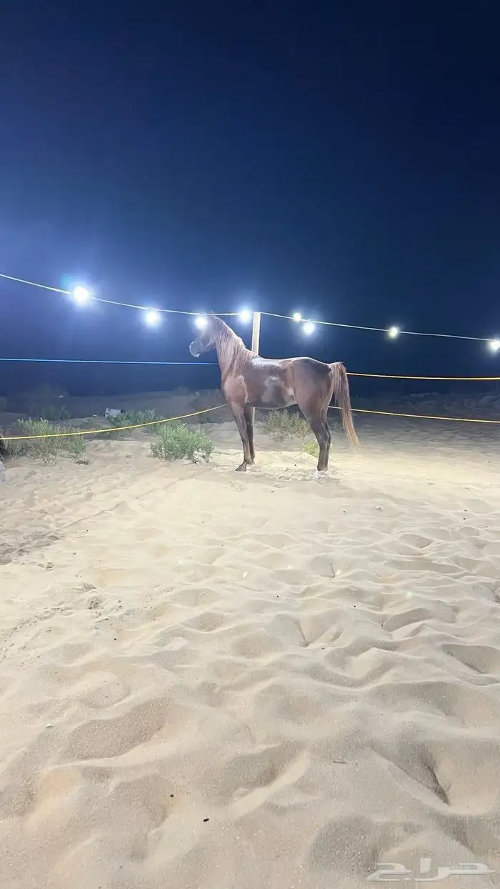 خيل 1