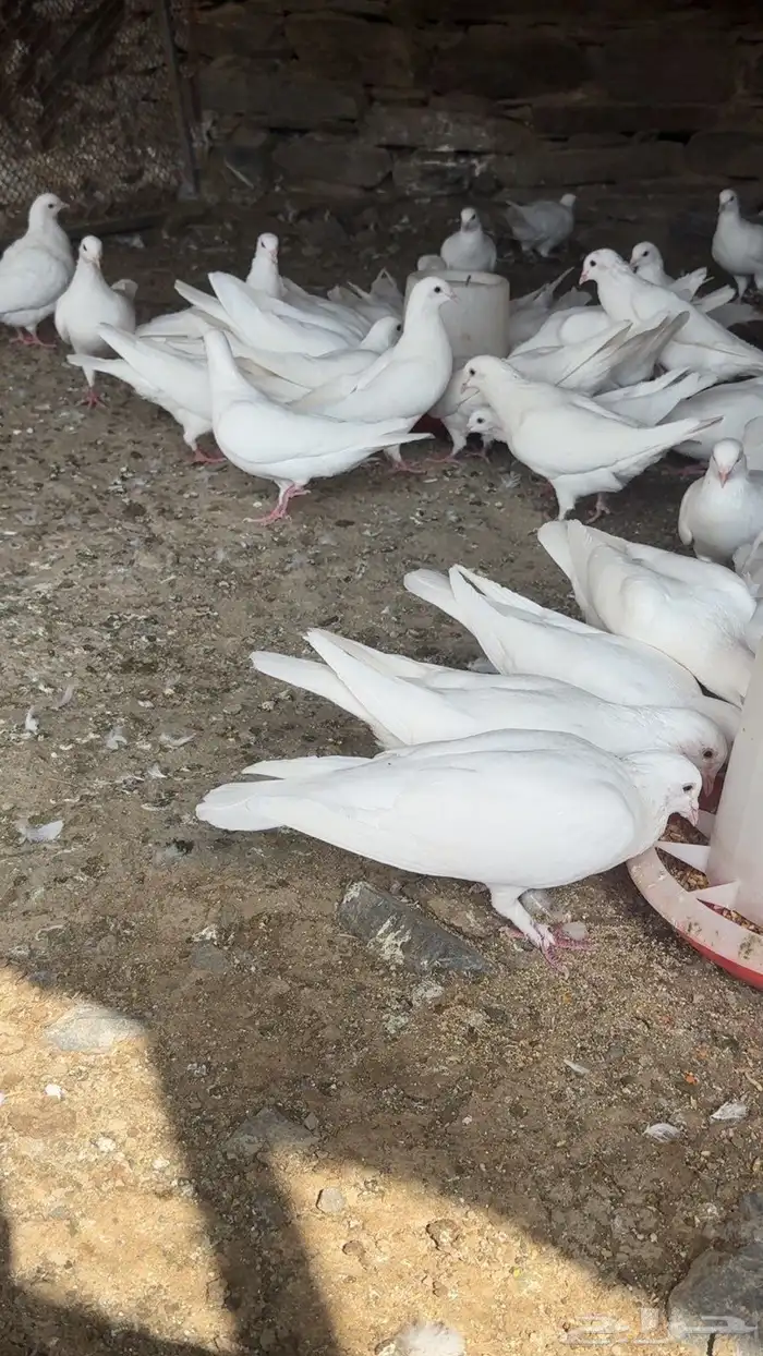 حمام فرنسي سوبر جانبو أزواج منتجه 0