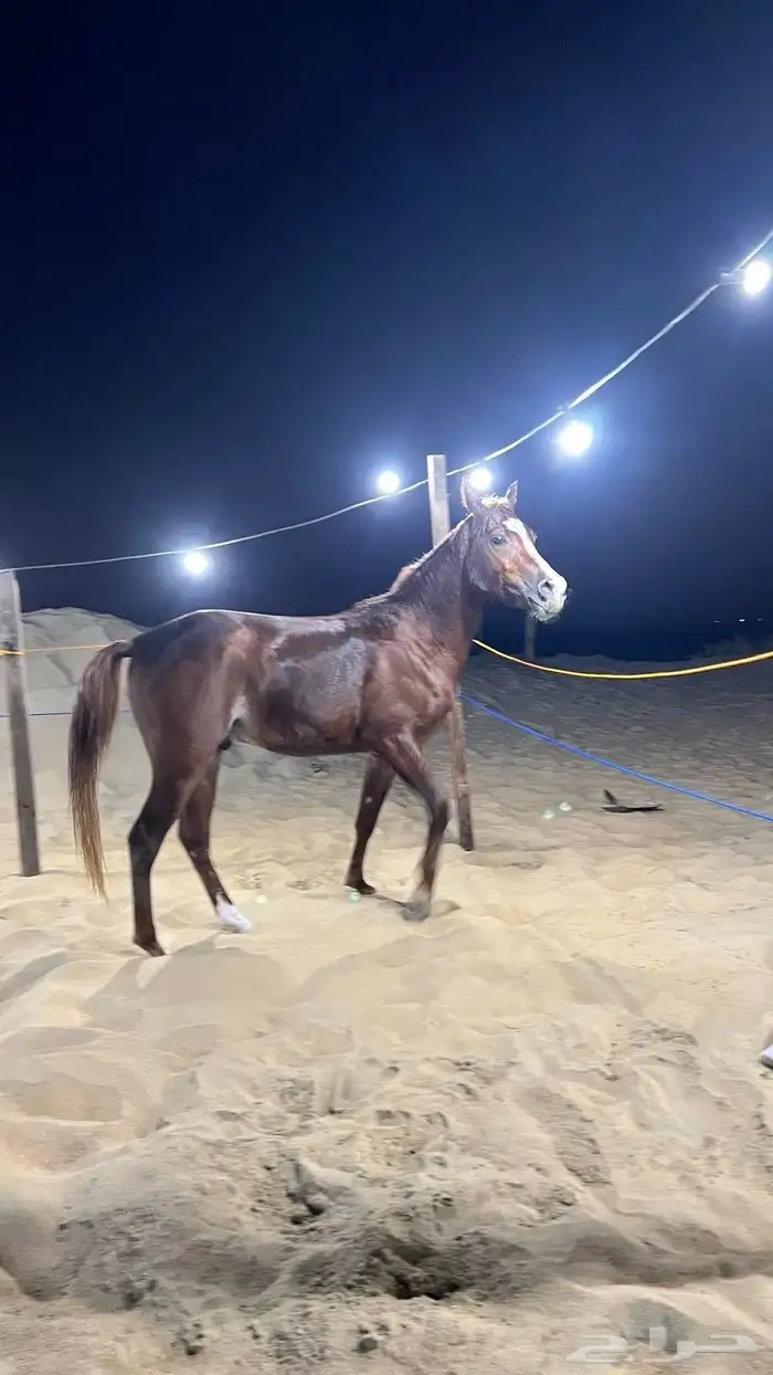 خيل 2
