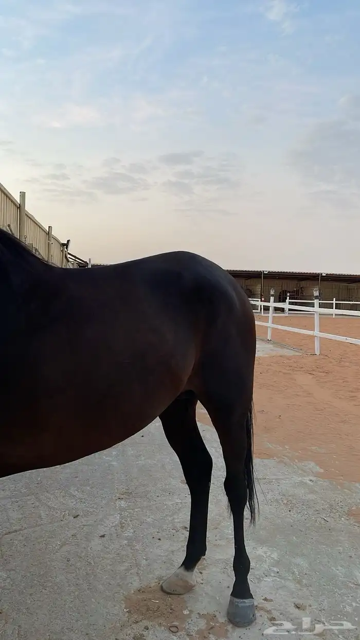حصان شعبي 4