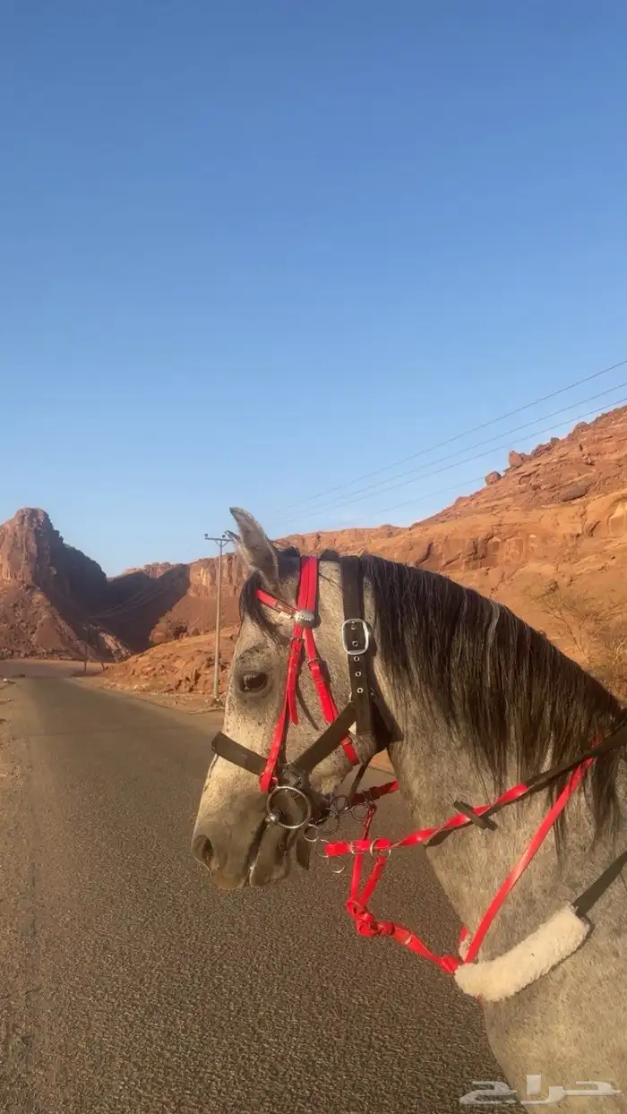 حصان شعبي شيخ للبيع 2