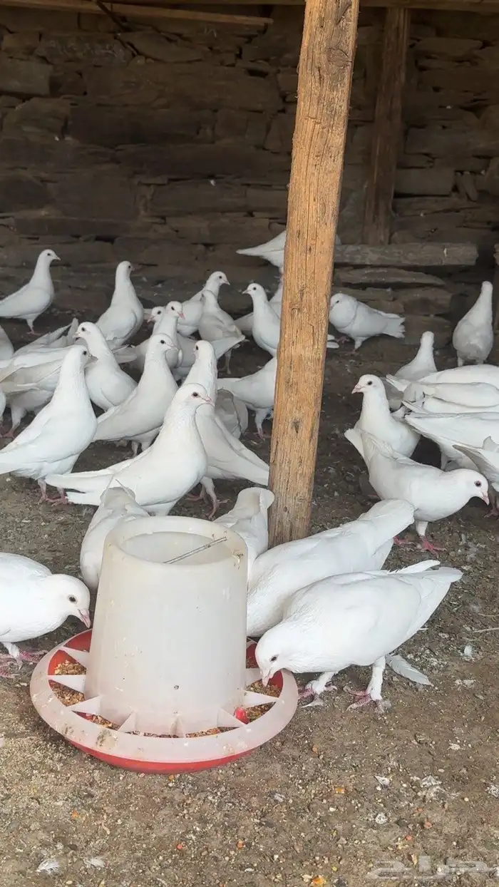 حمام فرنسي سوبر جانبو أزواج منتجه 1