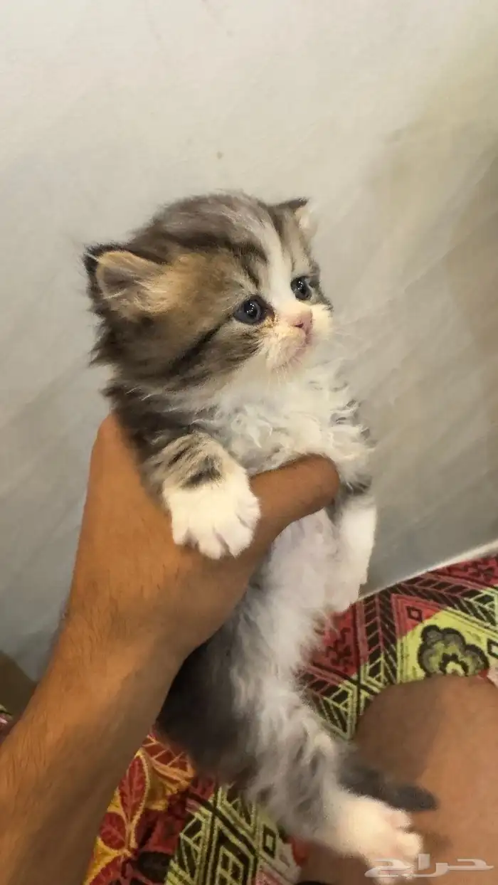 قطه 0