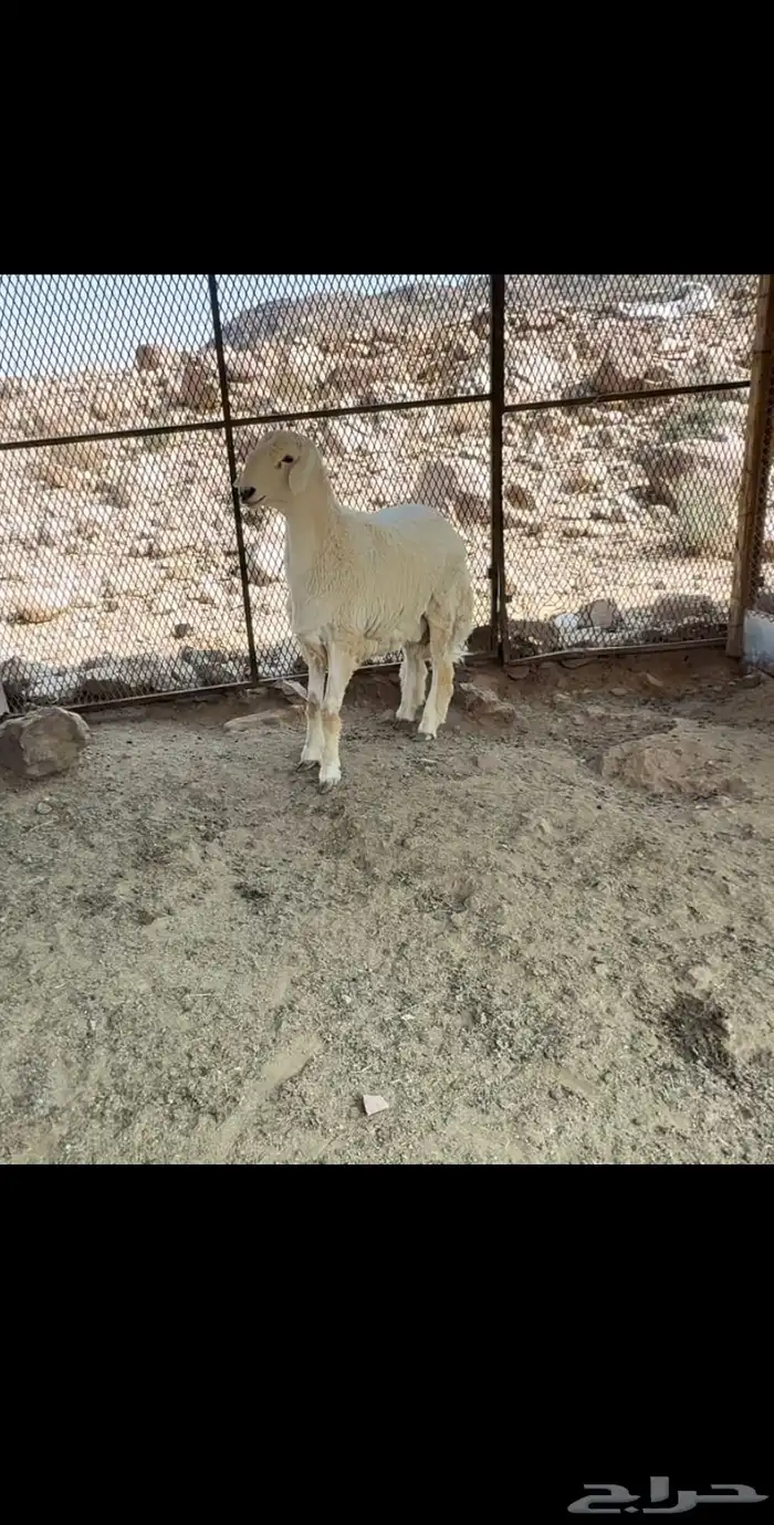 مشروع فحل حري 1