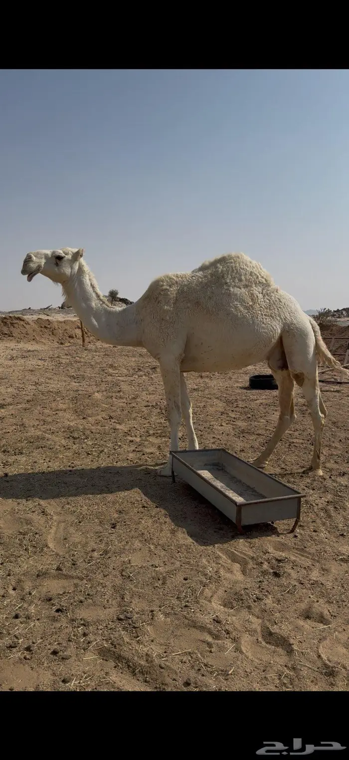 لقحه لها 10 شهور 0