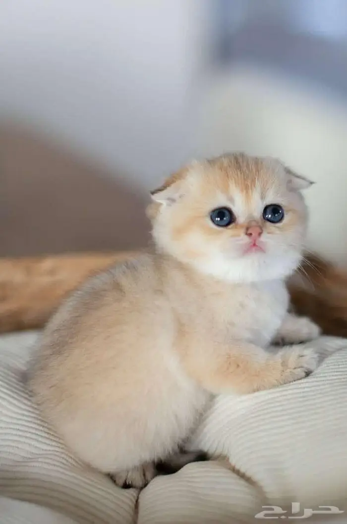 Scottish Fold NY12 1