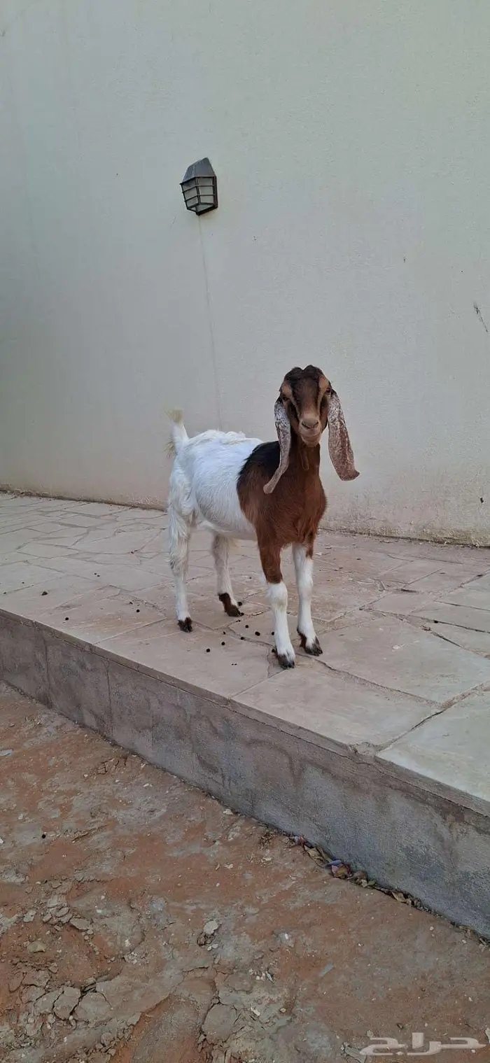 جفره للبيع ديراب 2