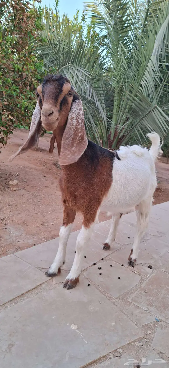 جفره للبيع ديراب 1