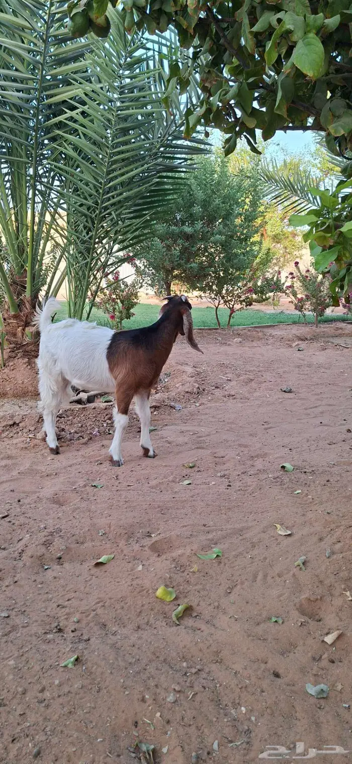 جفره للبيع ديراب 3