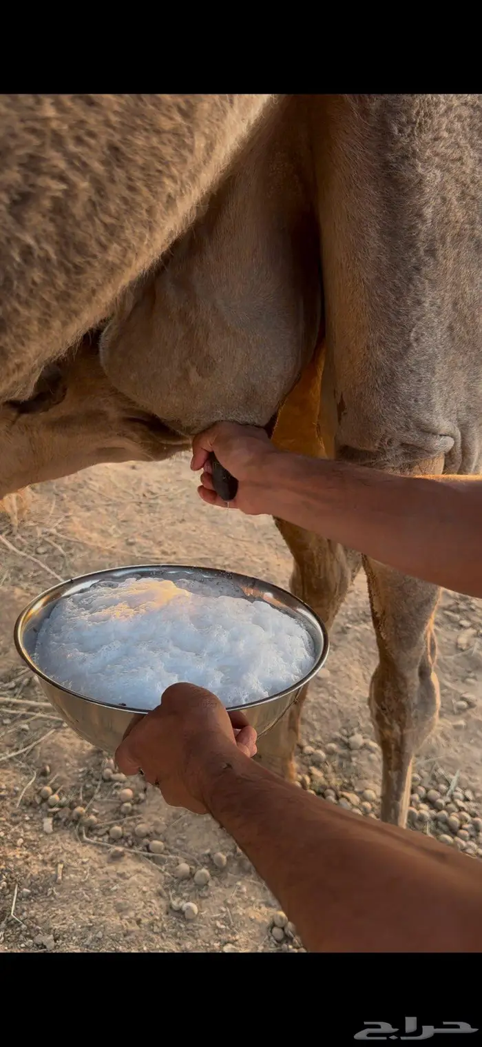 ناقه خلفه مجموعه بالحليب 1