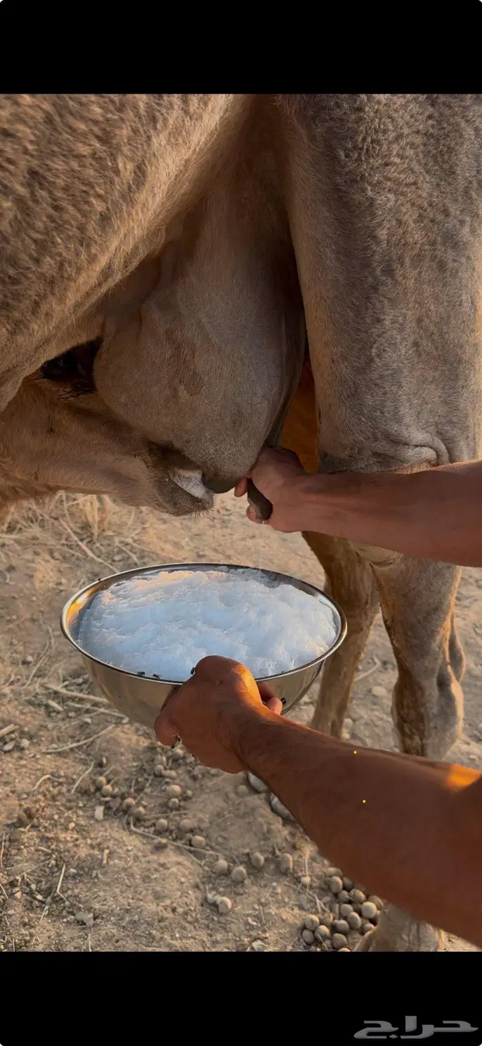 ناقه خلفه مجموعه بالحليب 3