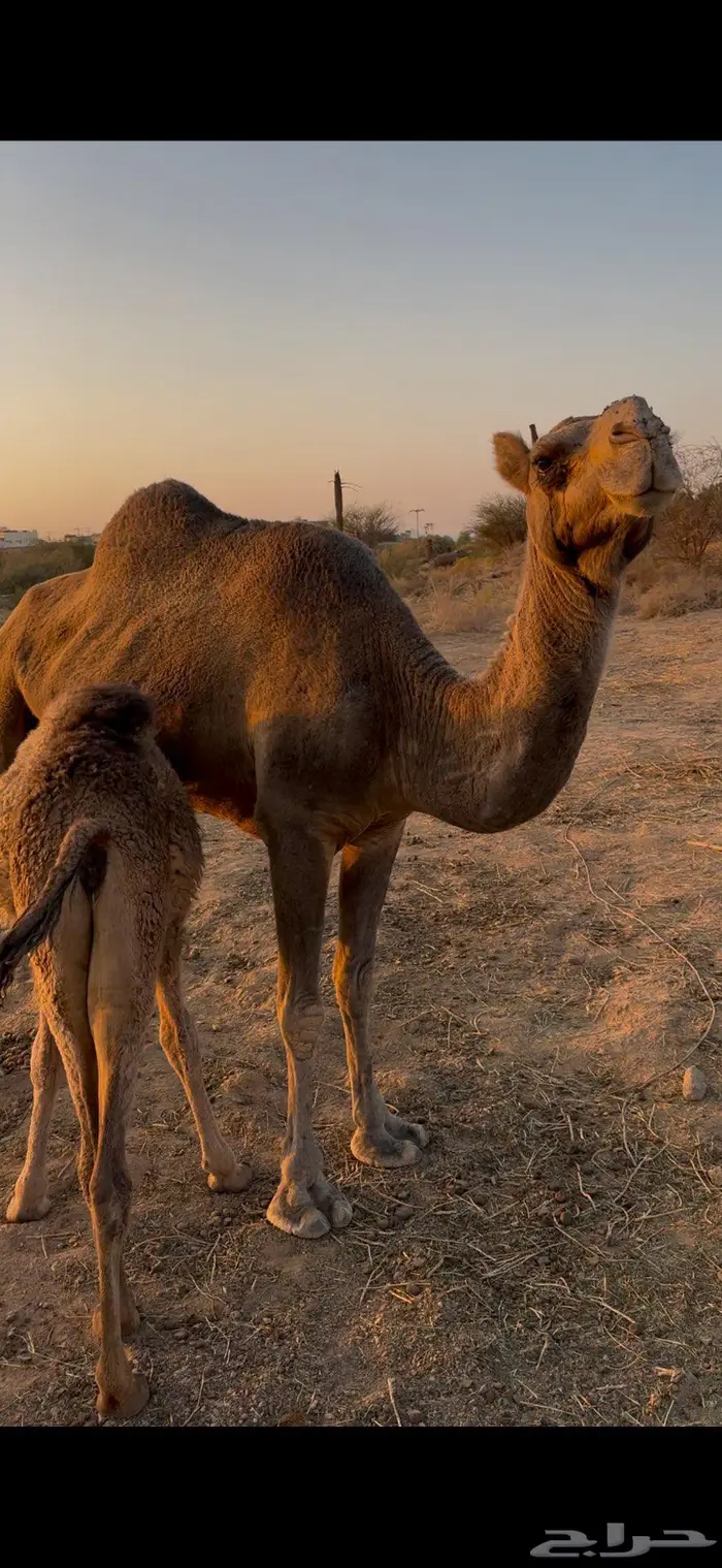 ناقه خلفه مجموعه بالحليب 0