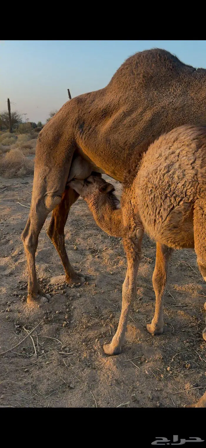 ناقه خلفه مجموعه بالحليب 2