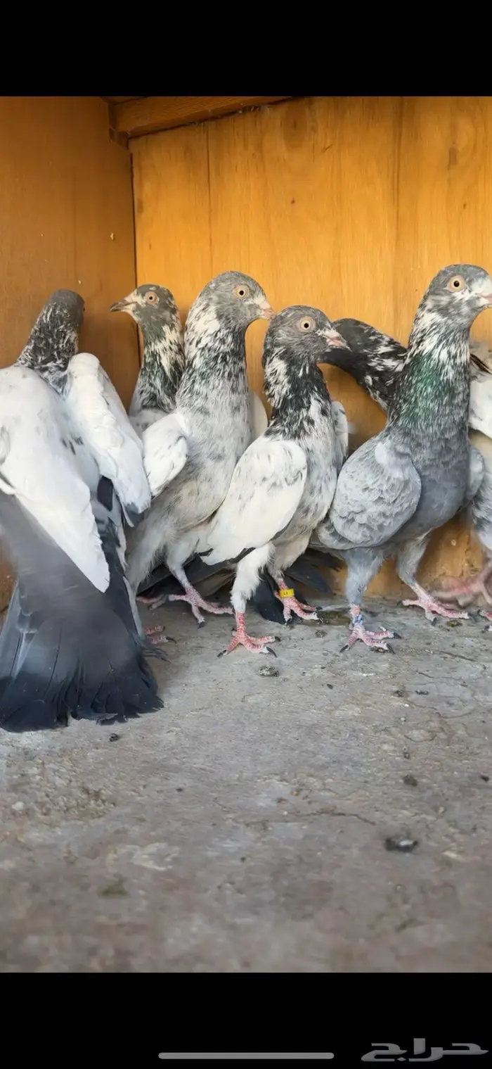 للبيع سهران بوري بيور شررط 2