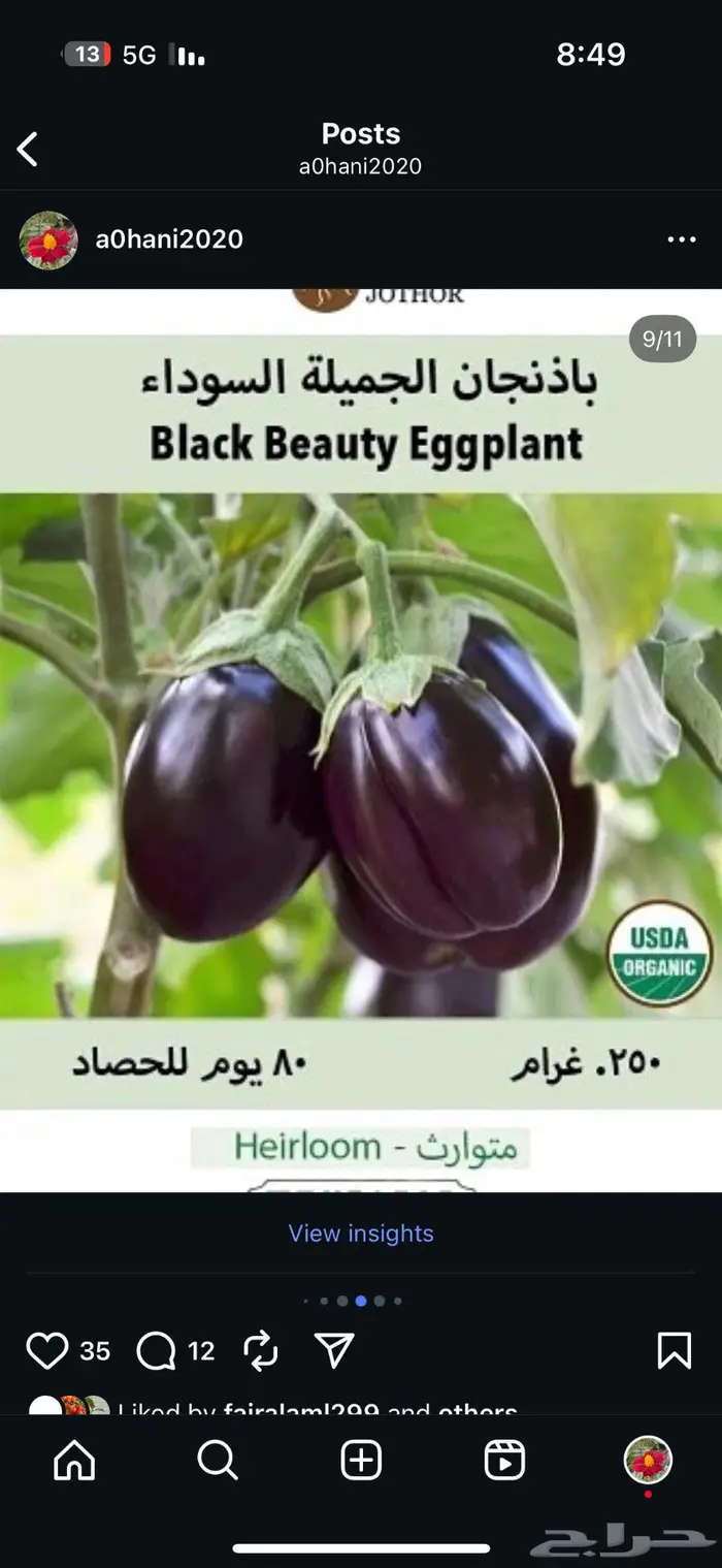 شتلات طماط زيبرا الأخضر ولاكي تايغر وباذنجان 2