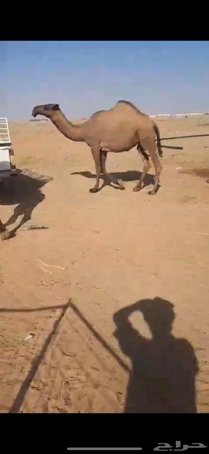 بكار اعمارهن احقاق 0