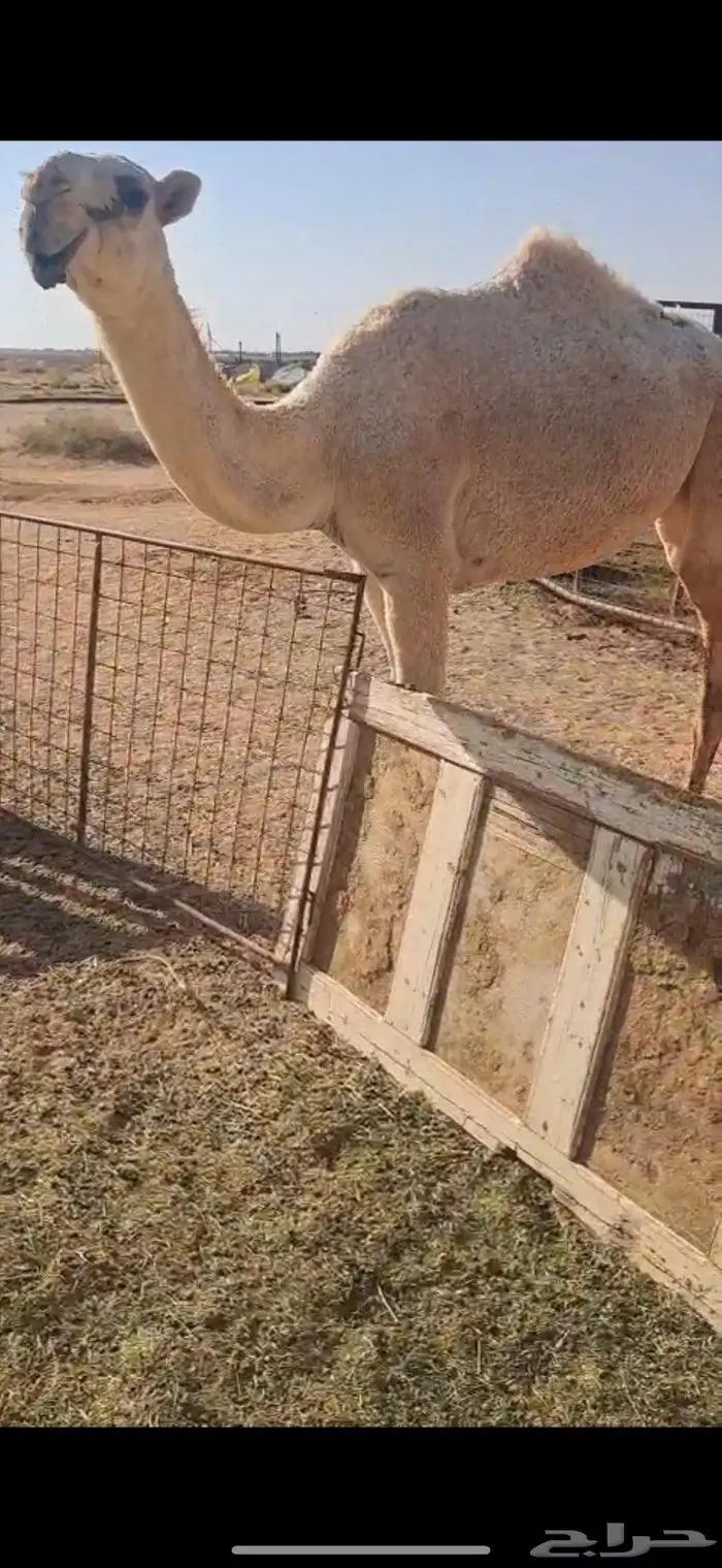 بكار اعمارهن احقاق 1
