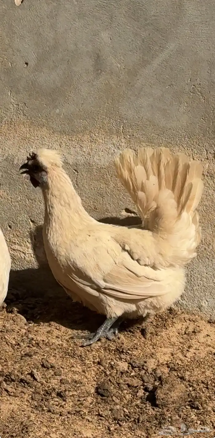 دجاج حباحب 1