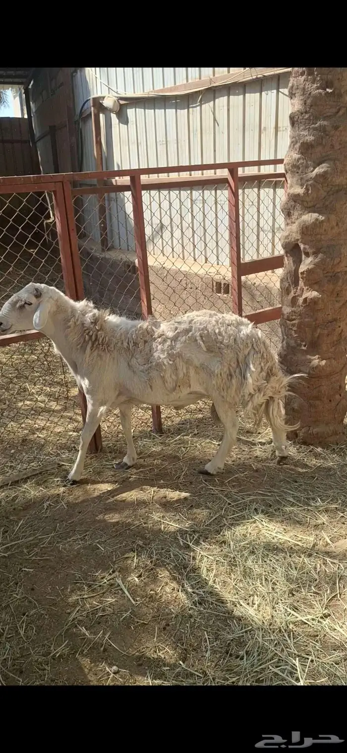 خروف فحل حري شرط 1