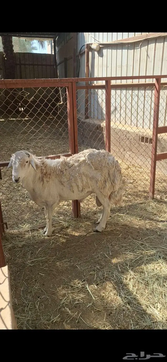 خروف فحل حري شرط 3