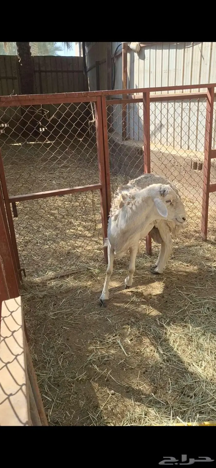 خروف فحل حري شرط 0