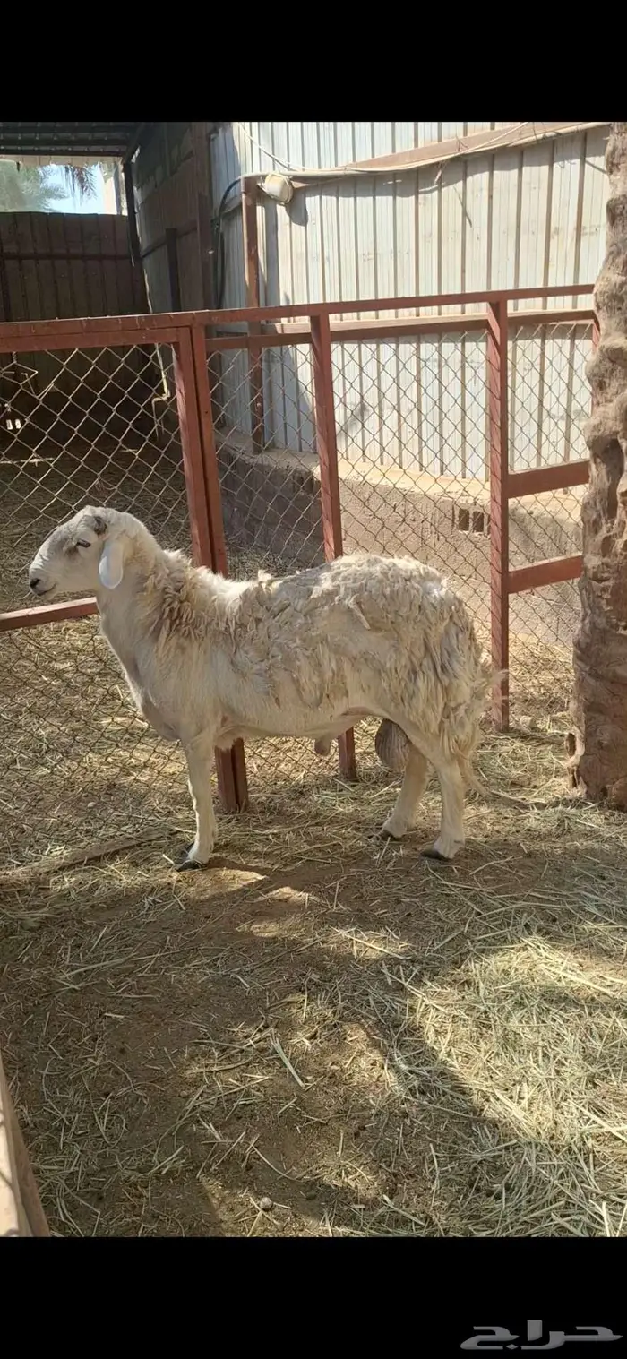 خروف فحل حري شرط 2