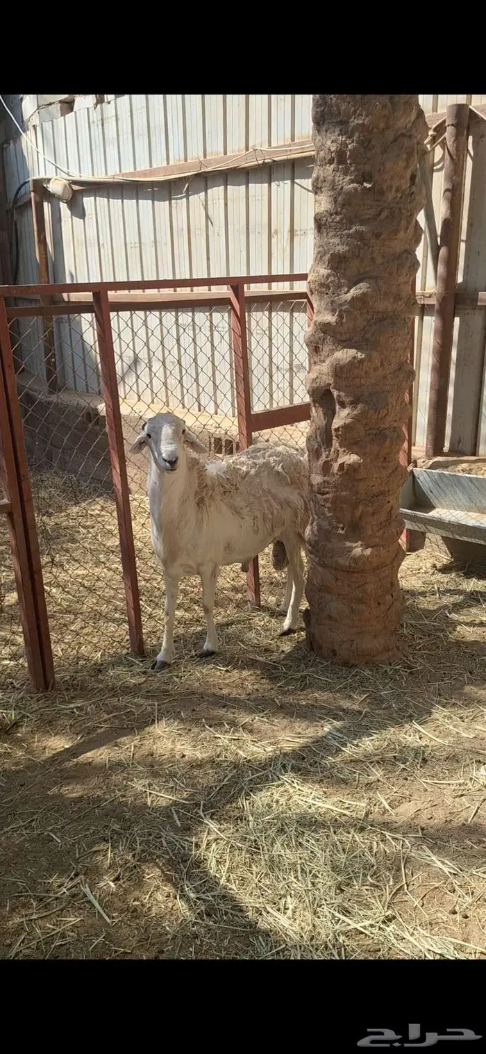 خروف فحل حري شرط 4
