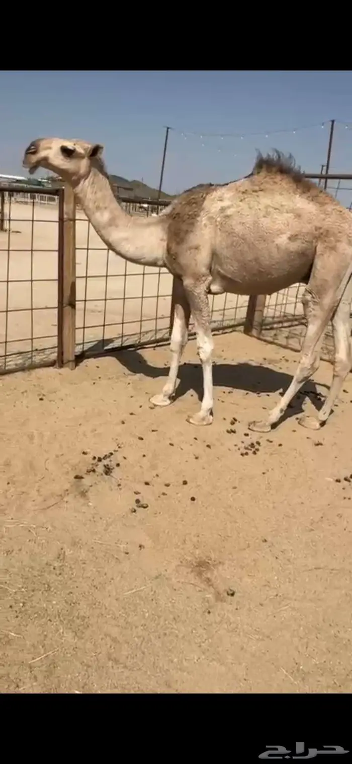قعود مفرود طيب جدا 0